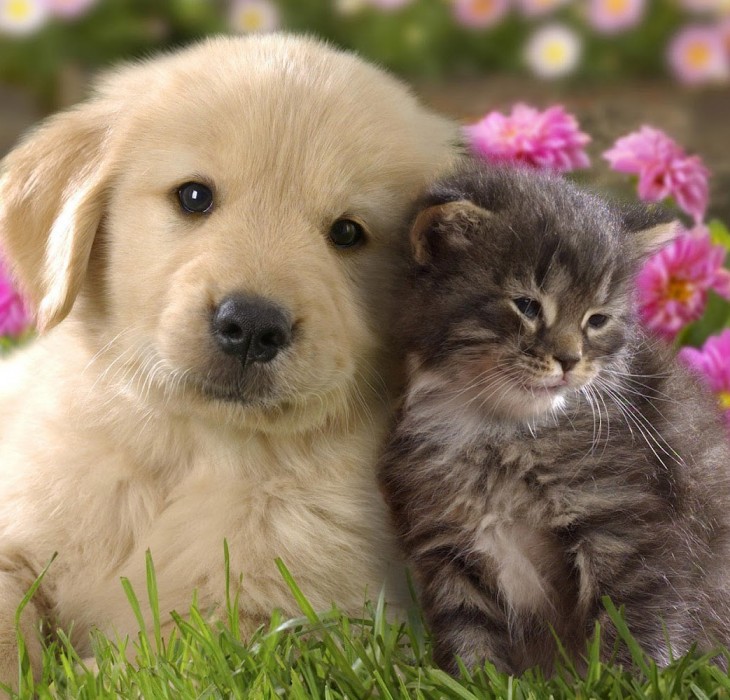 Cats and Dog Wallpaper | High Definition Wallpapers, High Definition