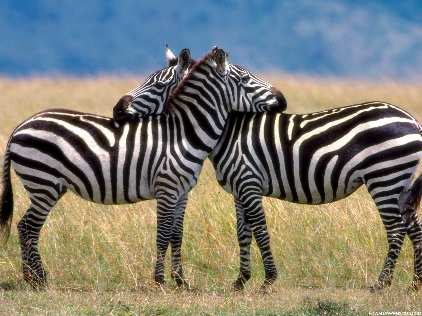 HD Zebra Wallpapers | High Definition Wallpapers, High Definition ...