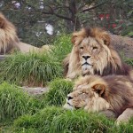 Lion Wallpaper Widescreen