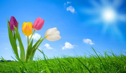 Spring Nature Wallpapers
