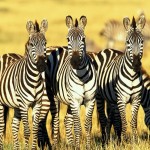 Zebra Wallpapers for Android