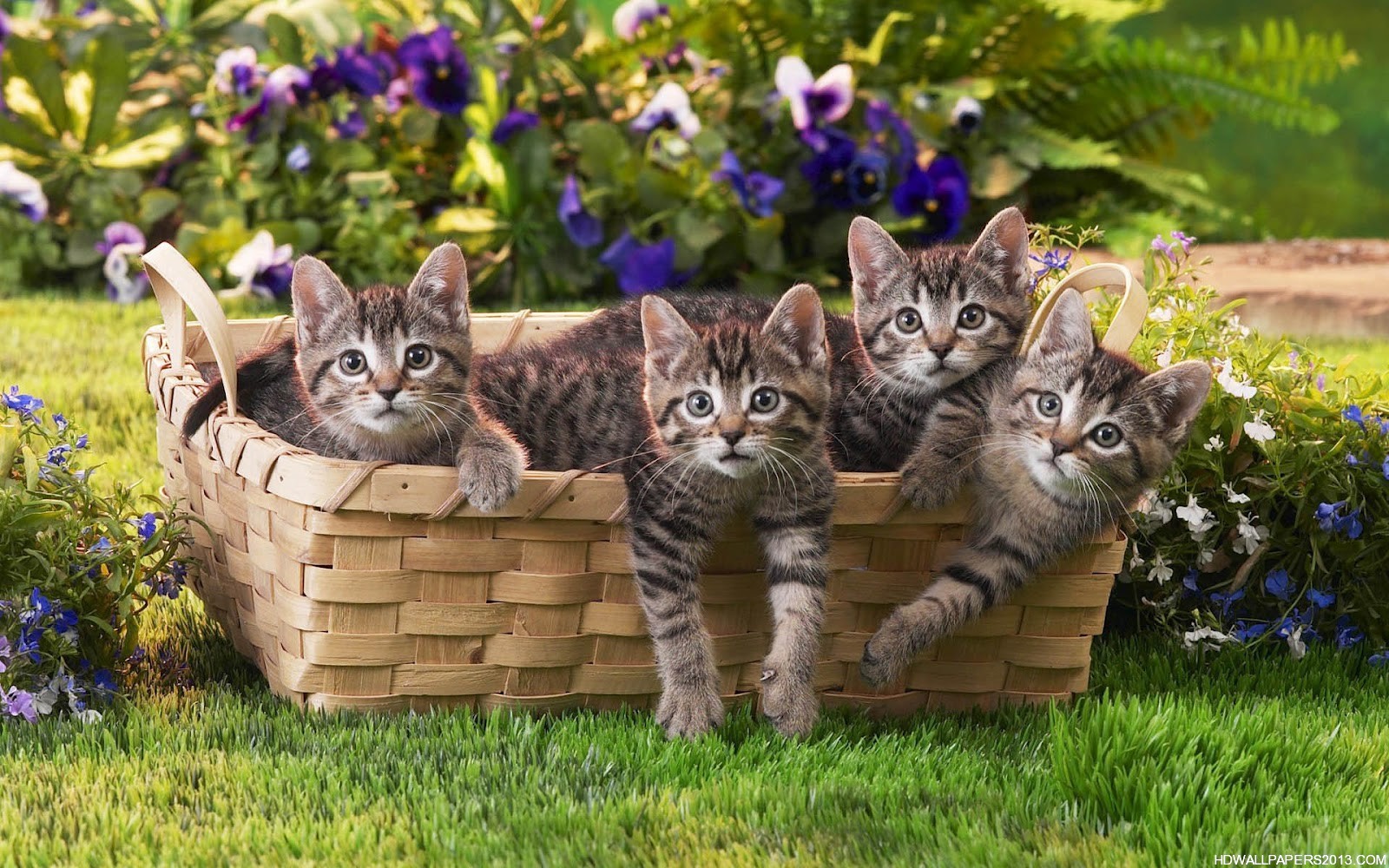 wallpaper free download hd wallpapers cats wallpaper free download hd ...