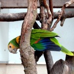 Colorful Parrot Types