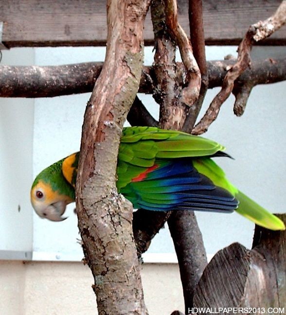 colorful-parrot-types