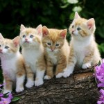 Cute Kitten Desktop Wallpaper