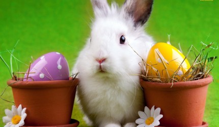 Easter Bunny Wallpaper Desktop