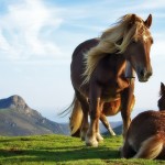 Free Horse Wallpapers