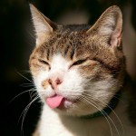 Funny Cat Wallpapers