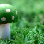 Green Mushroom Wallpaper