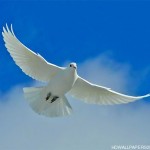 White Dove Desktop Wallpaper