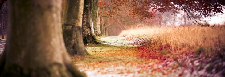 autumn-trees-wallpaper
