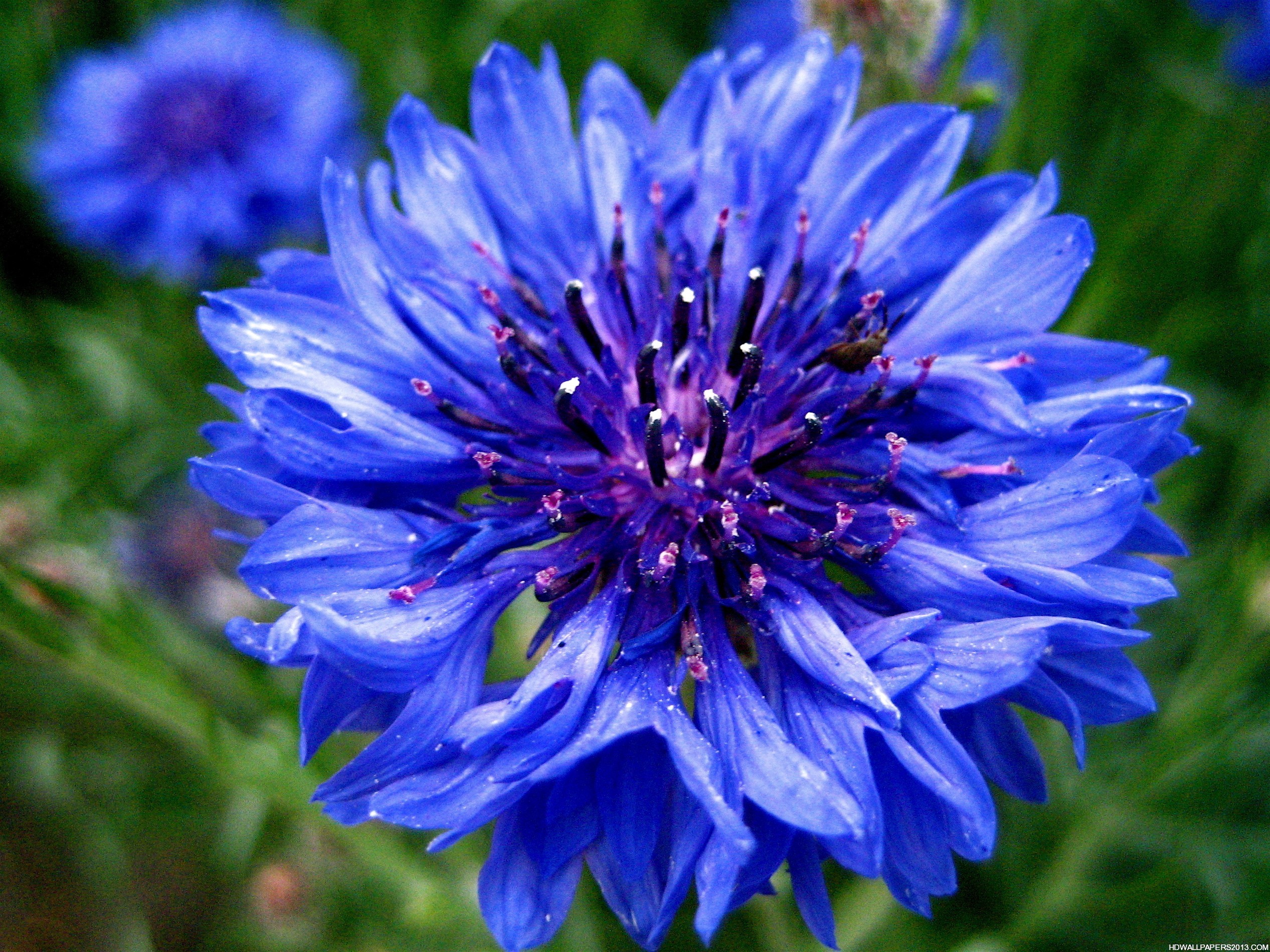 Blue flower HD | High Definition Wallpapers, High Definition Backgrounds
