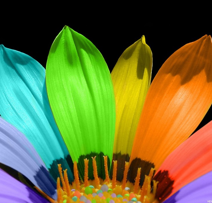 Colourful Flower Wallpaper
