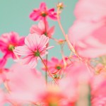 Bright pink flowers on a blue background