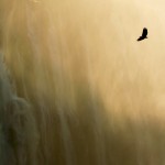 Eagle flying past a waterfall wallpaper
