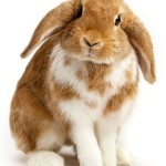 Adorable Bunny HD Wallpaper