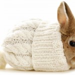 Cute Adorable Little Rabbit