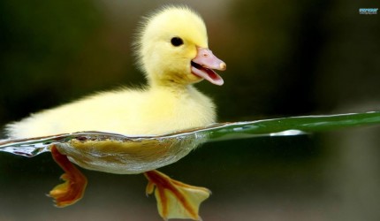 Cute Little Duckling