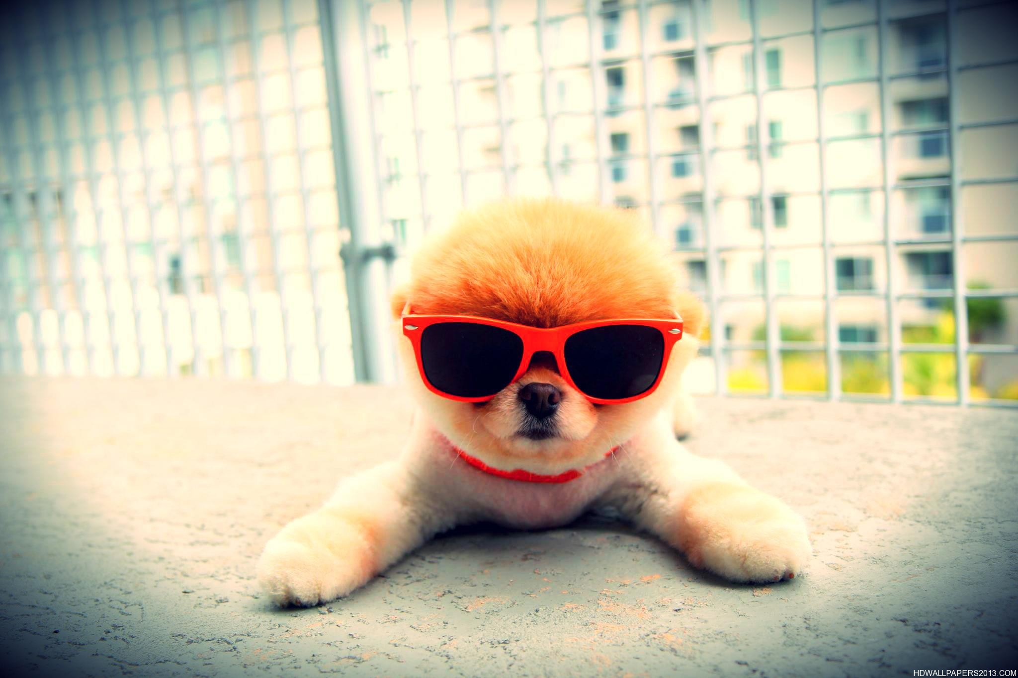 Super Cool Puppy | High Definition Wallpapers, High ...