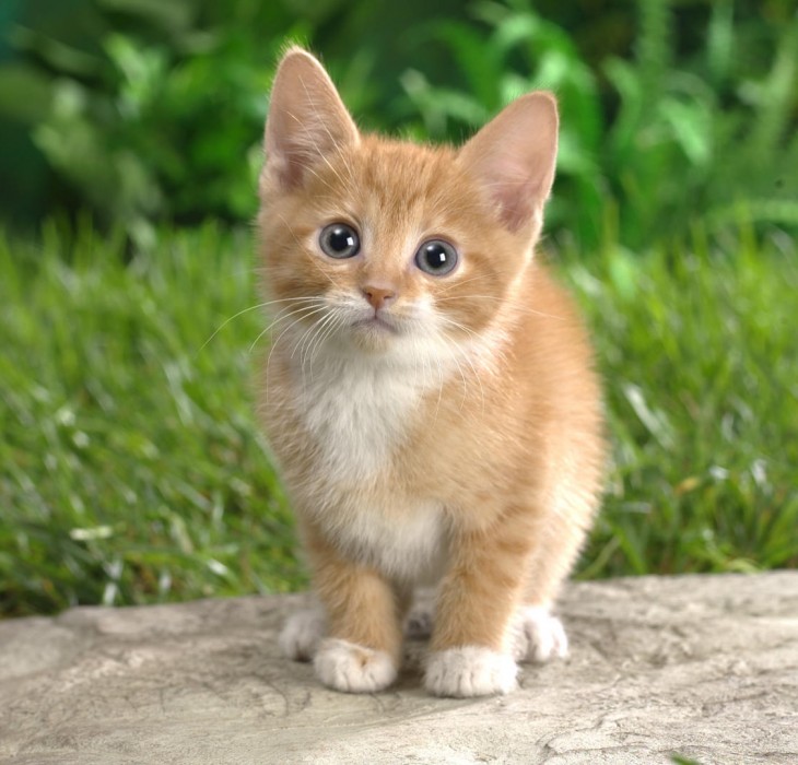Adorable Little Tabby Cat