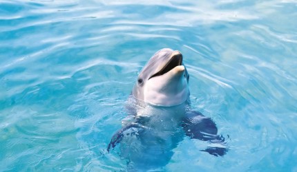 Cute and Adorable Dolphin