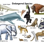 Endangered Species Wallpaper