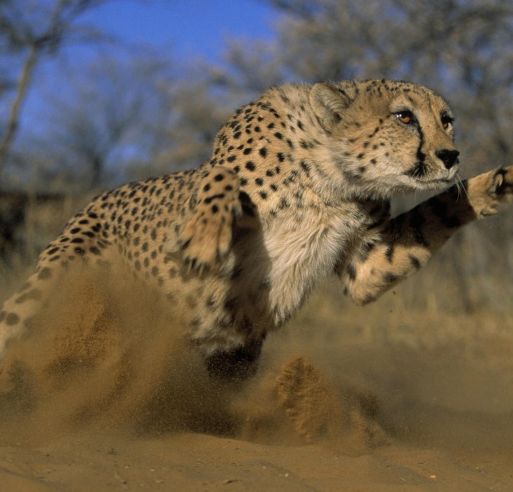Fast Cheetah