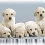 Five Adorable Puppies