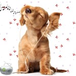 Music Listening Dog