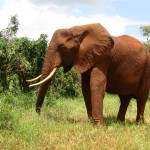 Standing Tall Elephant