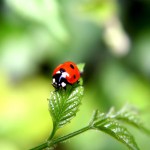 Tiny Ladybird Wallpaper