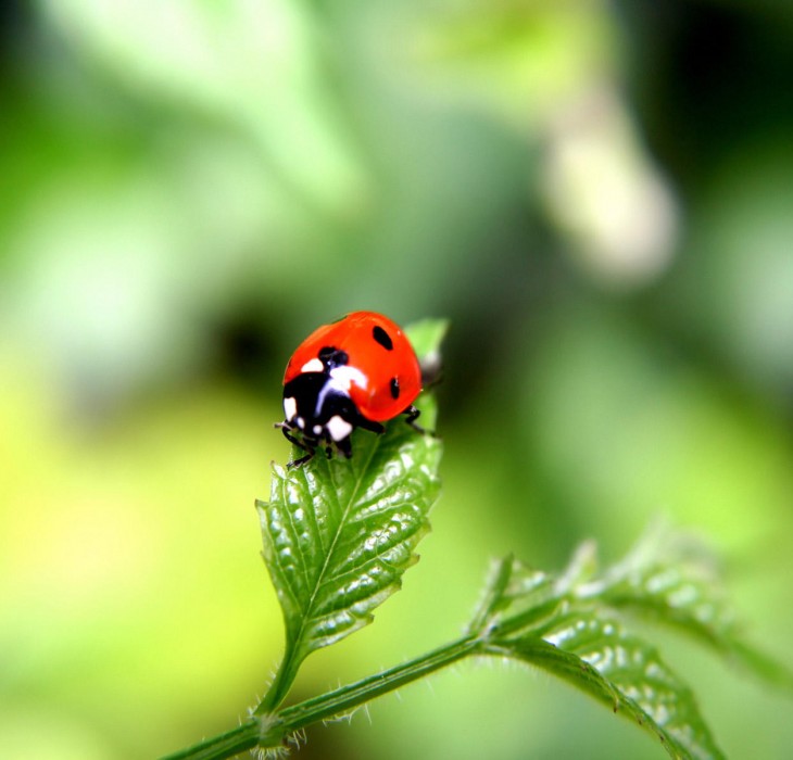 Tiny Ladybird Wallpaper