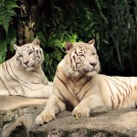 Two White Tigers