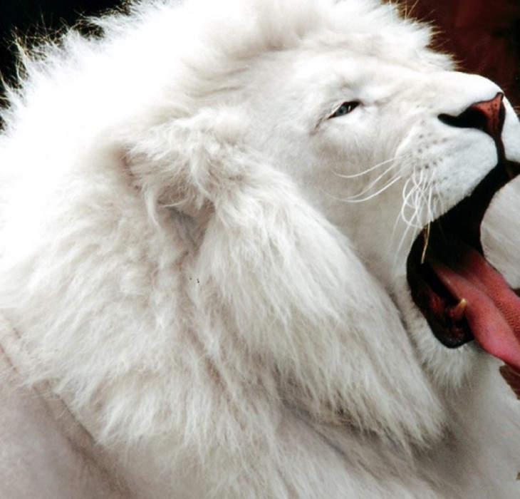 Yawning White Lion