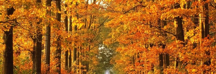 Autumn-Wallpaper-HD