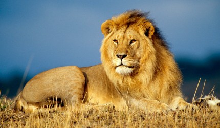 African Lion King Animals