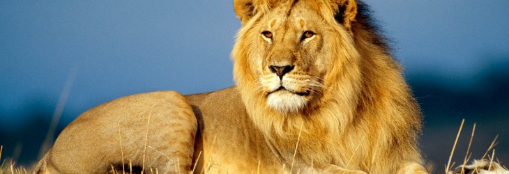 african-lion-king-animals