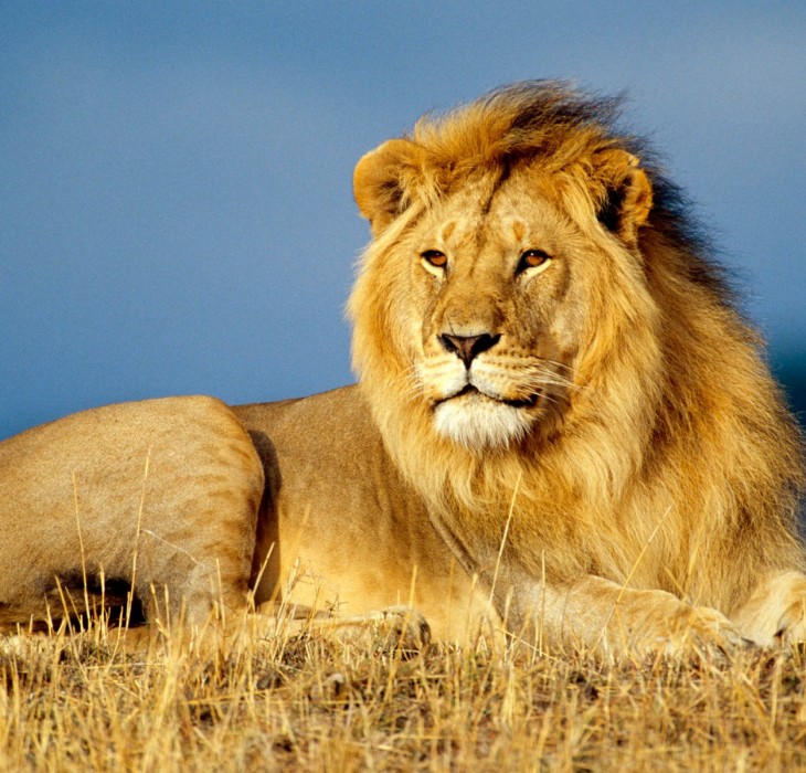 African Lion King Animals