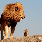 African Lion King Wallpapers