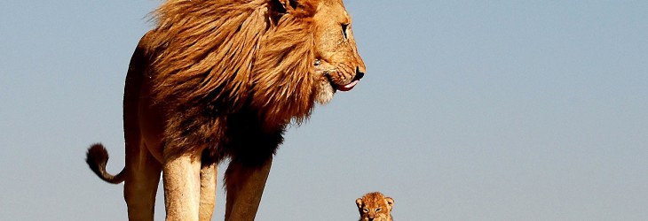 african-lion-king-wallpapers