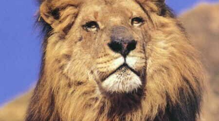 african-lion-king-widescreen