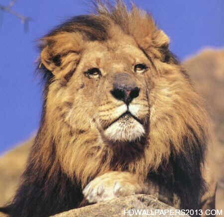 African Lion King Widescreen