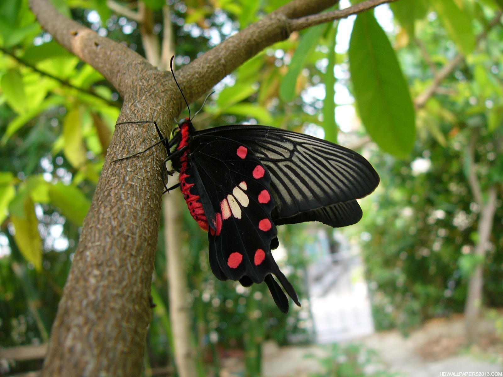 Черные бабочки 1