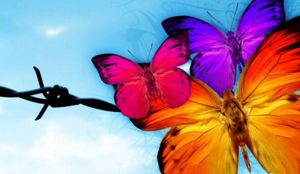 Butterfly Wallpapers for Android