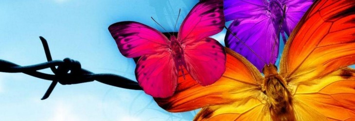butterfly-wallpapers-for-android