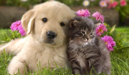 Cats and Dog Wallpaper