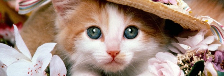 cute-cats-wallpapers