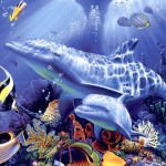 Dolphin  Wallpaper 3D