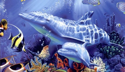 Dolphin  Wallpaper 3D