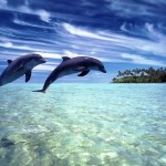 Dolphin Wallpapers HD Backgrounds